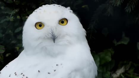 close-up of a curious snowy owl looking into the camera lens, also known as the arctic owl, white owl and arctic owl