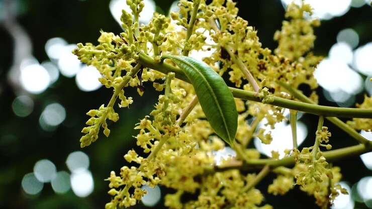 Close up shot showing yellow green blossom of mango fruit growing in Vietnam