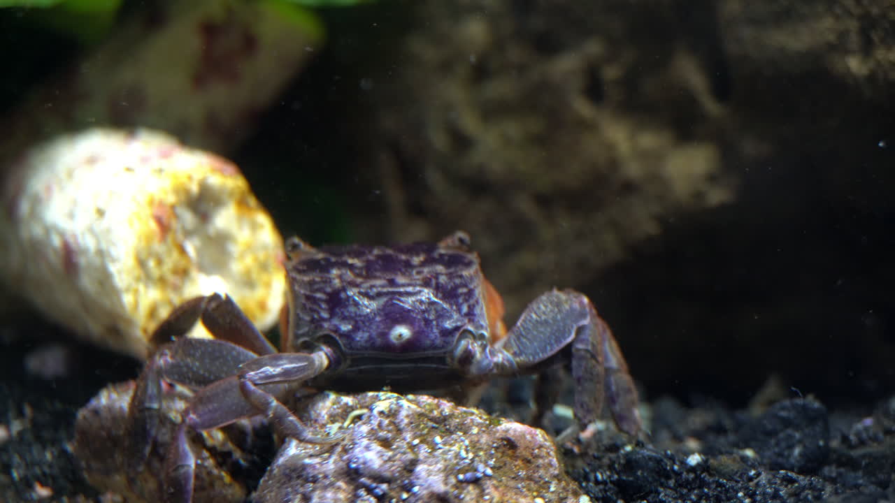 전경에 물고기가 있는 수생 게의 등쪽 보기