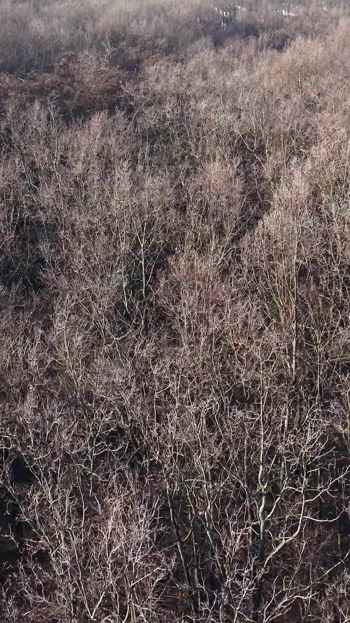 겨울 숲 의 공중 사진