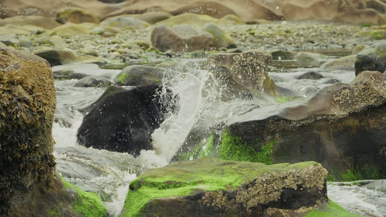 Black Bear Jumped Off The Rock To Catch Salmon In The River In Port Hardy, Vancouver Island, Canada. - slow motion, zoom out shot