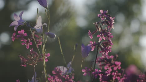 purple and pink wildflowers in sunlight