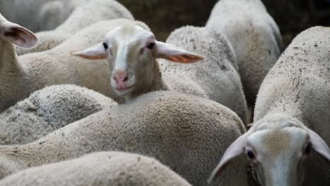 sheeps on a flock farm