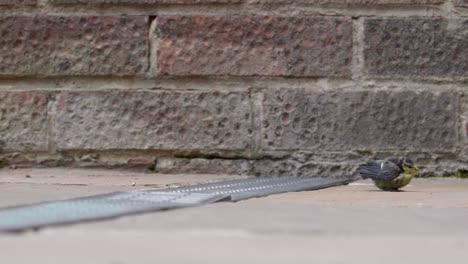 Eine-Junge-Baby-Blaumeise-Auf-Einer-Terrasse,-Die-Fliegen-Lernt