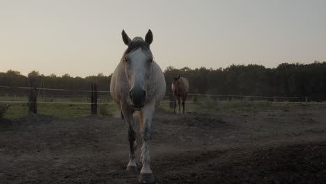 horses in the paddock