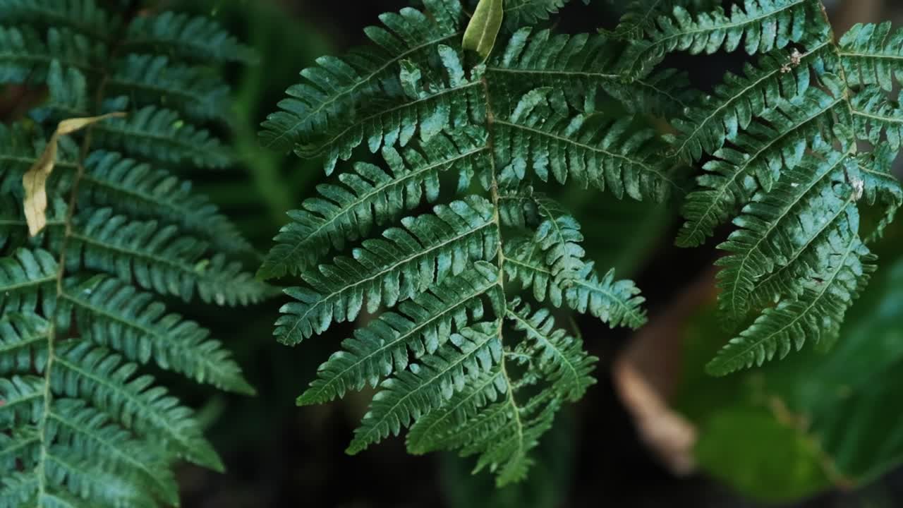 A lush, green fern swaying in the wind