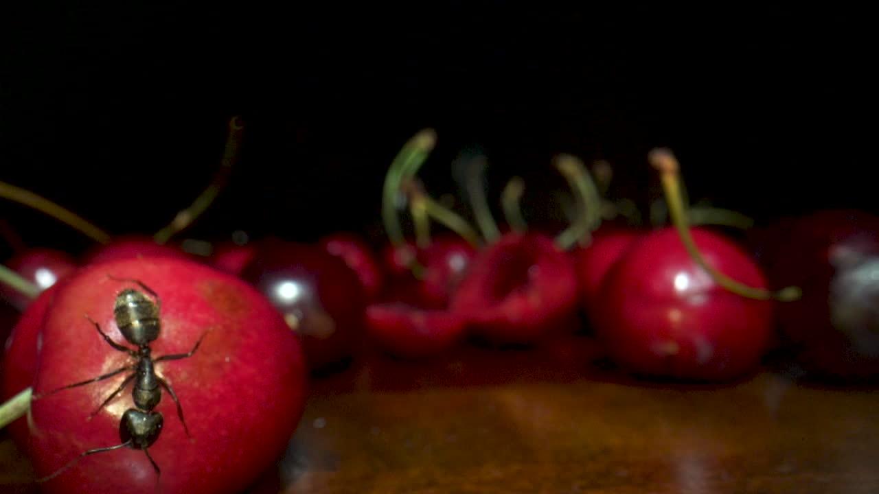 Extreme macro closeup of black ant crawling on fruit. Dolly pull back