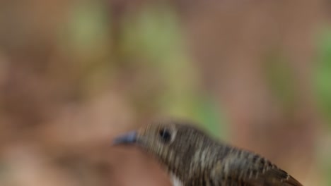 portrait of this bird looking around and then goes down to disappear, white-throated rock-thrush monticola gularis female, thailand