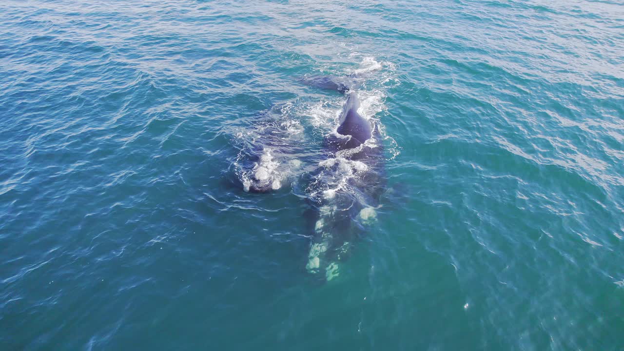 두 마리의 성인 남쪽 오른쪽 고래가 물속에서 앞으로 이동하고 다이빙하는 것을 추적합니다.