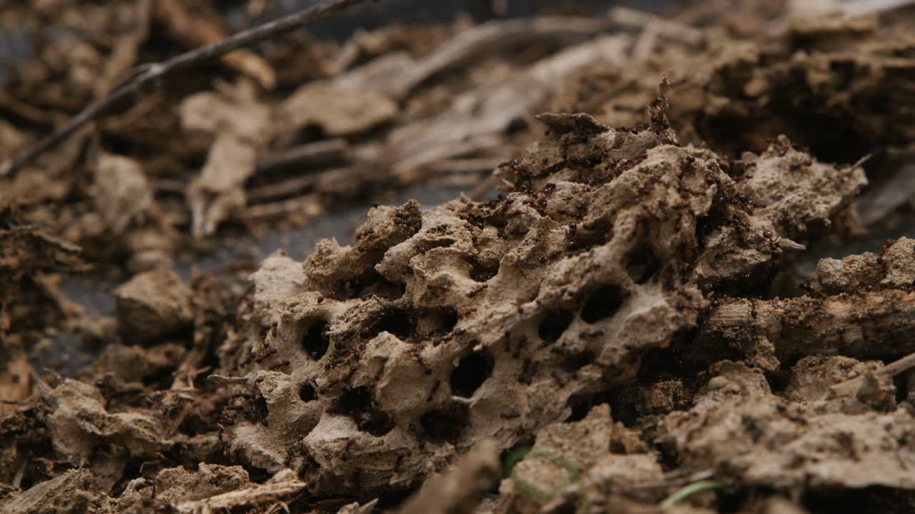 Slow motion footage of ants crawling over a piece of dirt that has been turned into an ant hive.