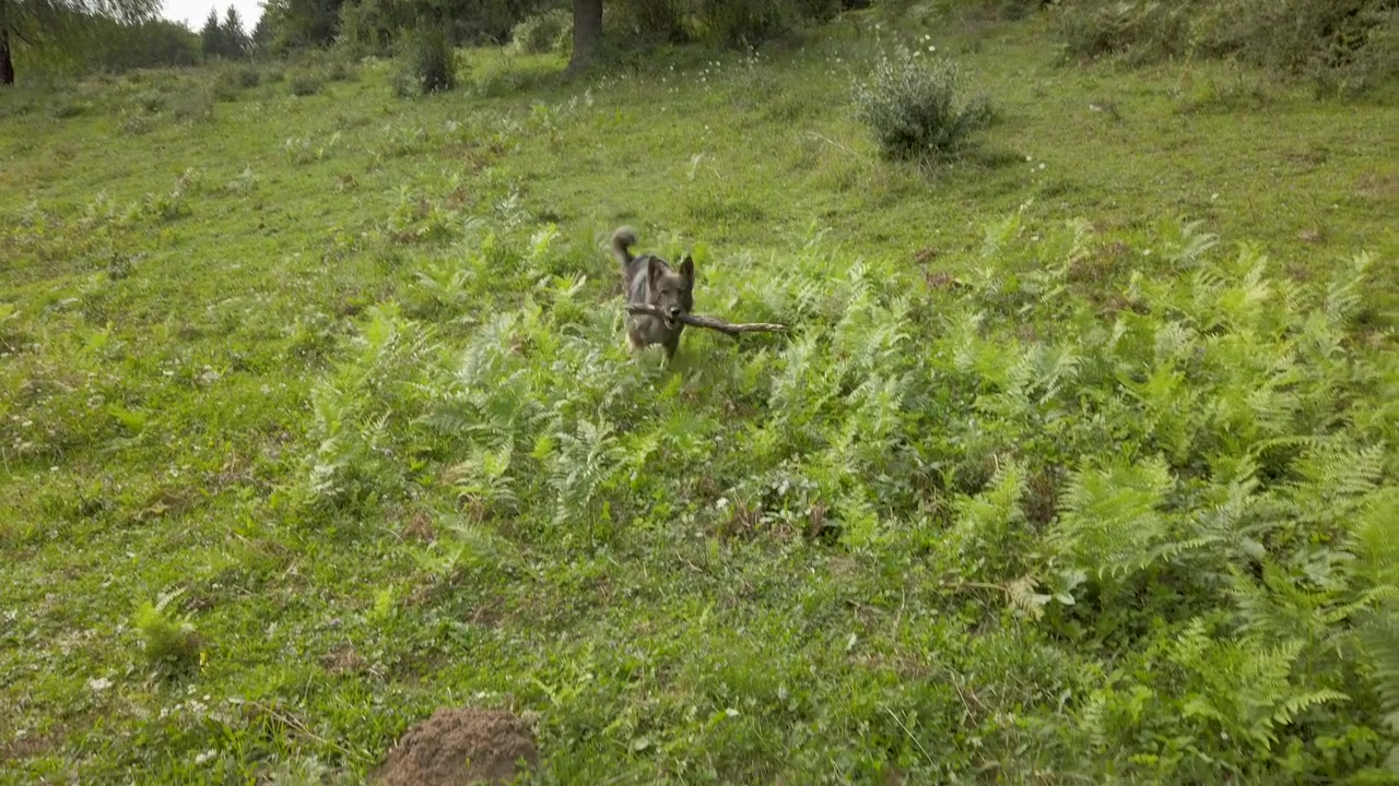 Schæferhund bærer en gren.