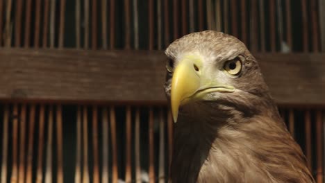 great eagle looks into the camera