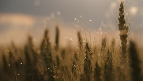 flies and wheat in the warm light