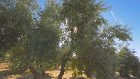 Huerto-De-Olivos-En-Un-Día-Soleado.