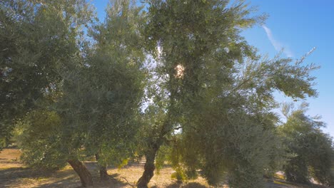 olive trees orchard on sunny day