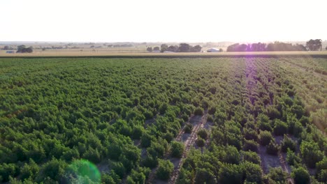 Campo-De-Cáñamo-Durante-La-Puesta-De-Sol-Tomada-Por-Drones-En-4k