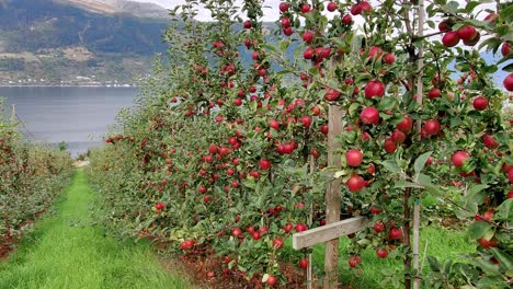 fruit trees filled with loads of red ripe apples - panning left from apple trees to reveal hardangerfjorden sea in background - norway