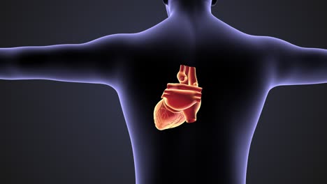 concept of human circulatory system heart loop