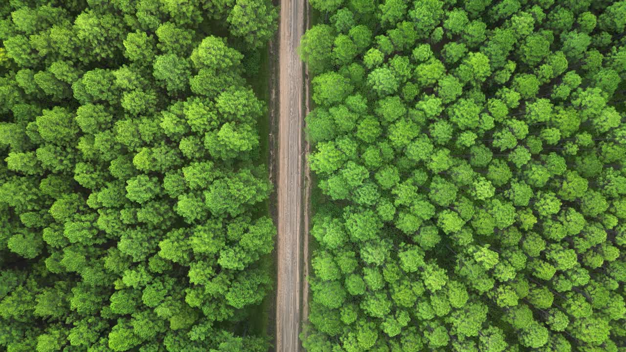 High aerial view of the geometric patterns created by the plantation of an old Pine Forest