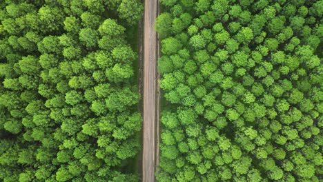 high aerial view of the geometric patterns created by the plantation of an old pine forest