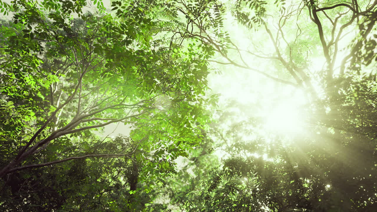 Light streams through lush foliage in a tranquil forest setting