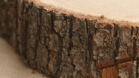 Cross section of a very old tree with countless tree rings demonstrative of age. Large circular piece of wood cross section with concentric tree ring texture pattern and cracks