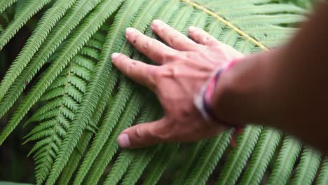 Close-up-of-man-gently-caressing-the-leaves