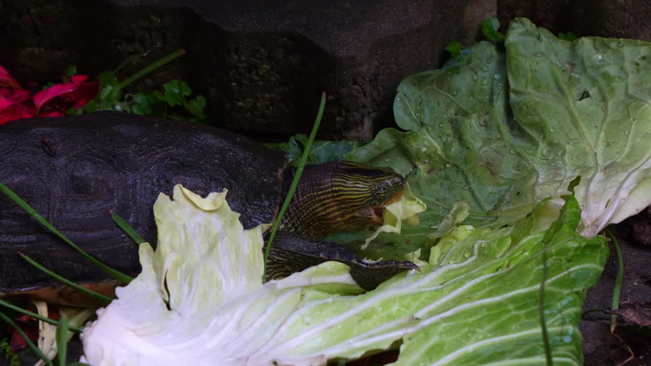 Close up shot of a Chinese stripe-necked turtle (Mauremys sinensis) bites into a piece of fresh green vegetable.