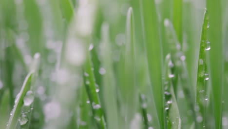 green grass close-up super macro shooting.