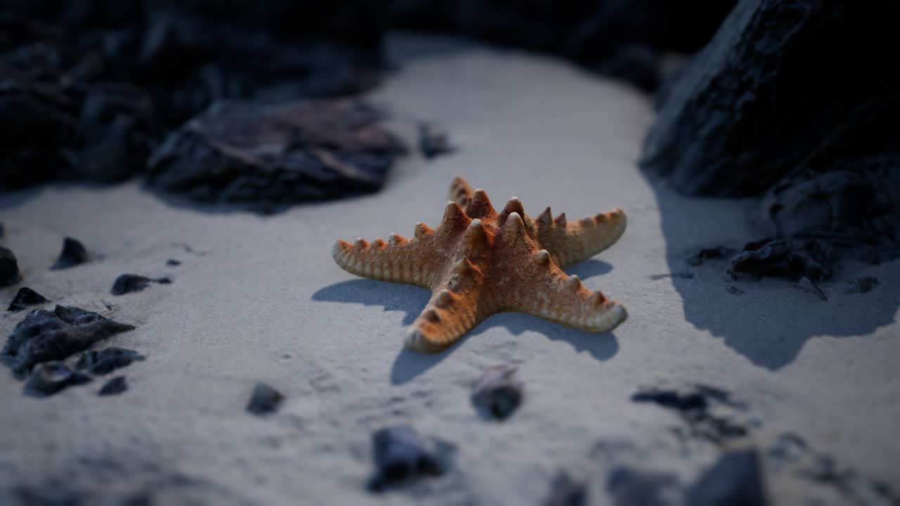 Starfish on sandy beach at sunset
