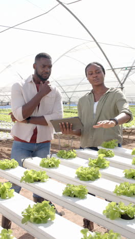 vertical video: using tablet, two farmers inspecting hydroponic lettuce in greenhouse