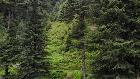 Deodar-Forest-Manali-Himachal---Der-Wald-Im-Wald