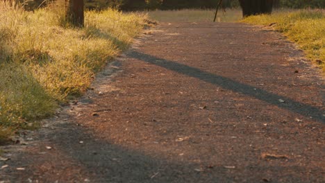 Suave-Toma-Pov-A-Lo-Largo-Del-Camino-En-El-Parque-Al-Amanecer