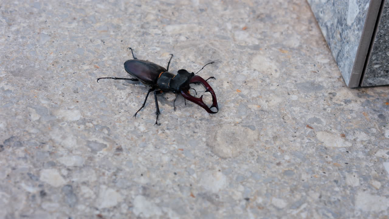 Large stag beetle crawling on pavement in daylight