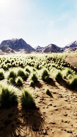 desert landscape with mountains and grass