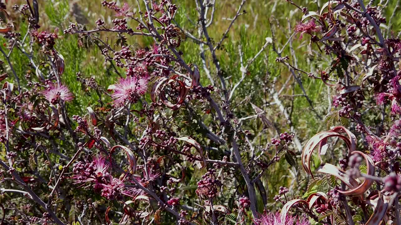 pan a través de hadas rosadas visitadas por polinizadores primarios, mcdowell sonoran conservatory, scottsdale, arizona