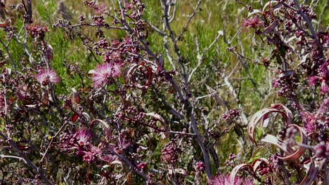 Pan-across-pink-Fairy-Dusters-being-visited-by-primary-pollinators,-McDowell-Sonoran-Conservatory,-Scottsdale,-Arizona