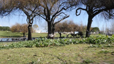 varios patos y gaviotas en el verde suelo del parque da paz en almada, portugal