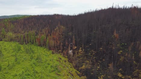 Un-Incendio-Forestal-Detenido-Con-éxito-Da-Esperanzas-De-Recuperación,-Contrasta-Con-El-Bosque-Verde-Y-Ennegrecido