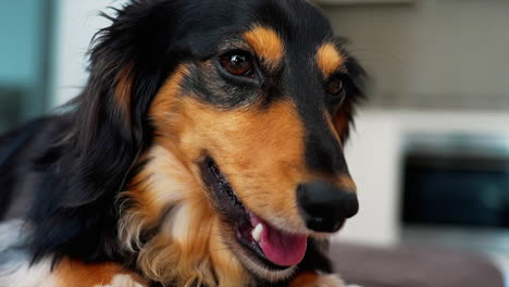 sausage dog panting at home