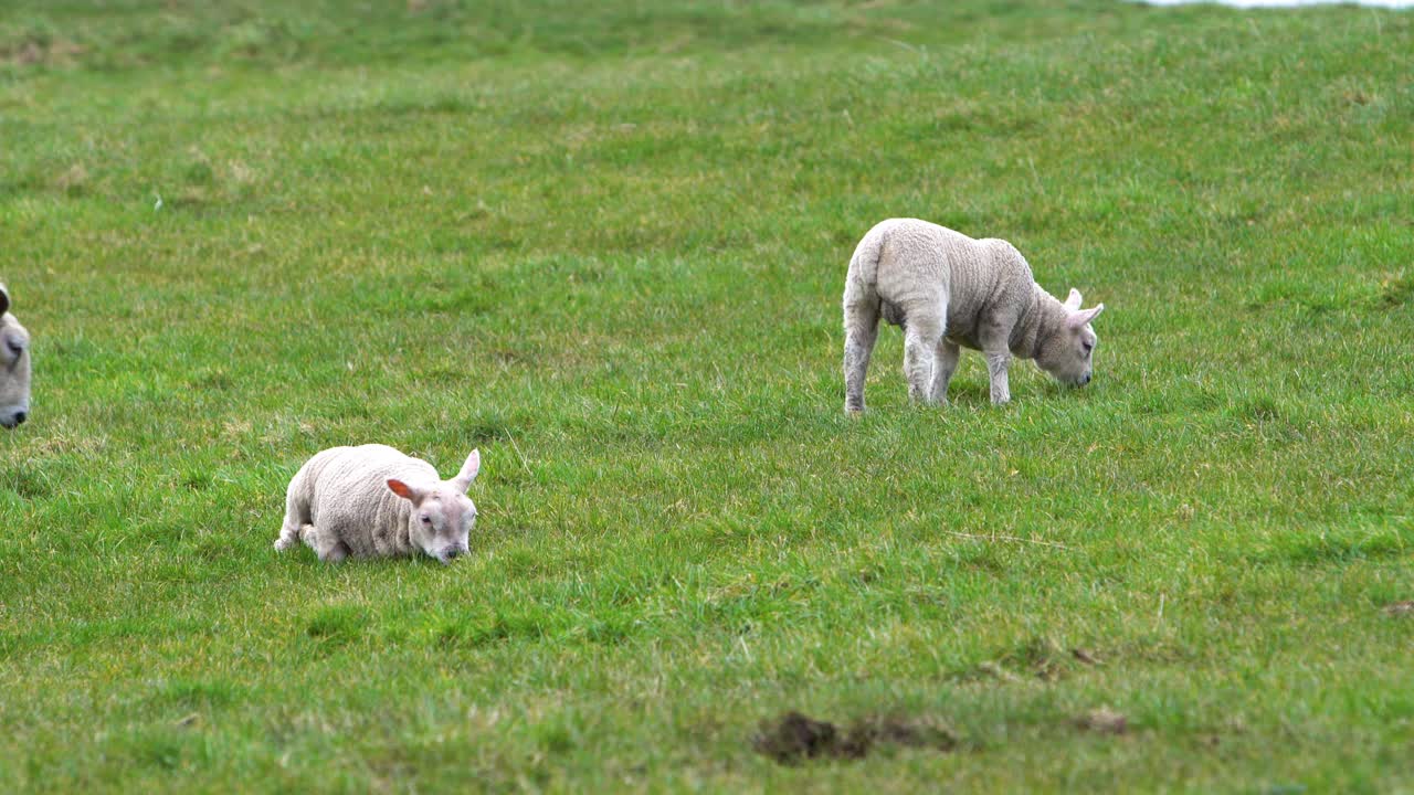 푸른 초원에서 풀을 먹고 있는 양 두 마리