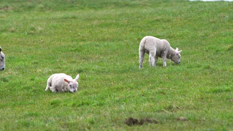 two lambs eating grass on a green meadow