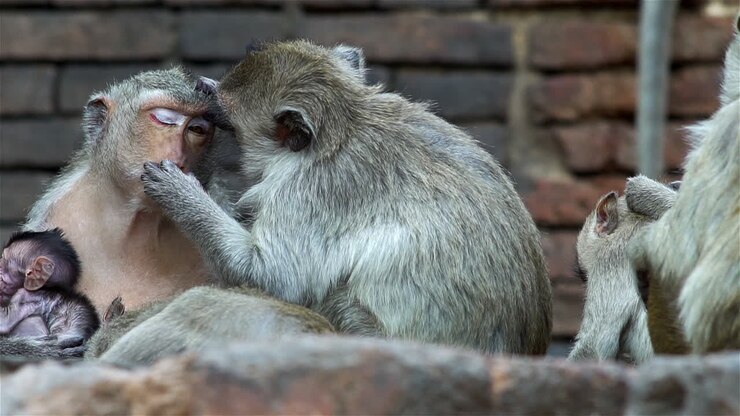 A group of monkey families gathering around an ancient ruin on a hot afternoon in South East Asia tropical forest