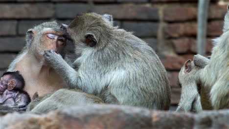 un grupo de familias de monos reunidas alrededor de una antigua ruina en una calurosa tarde en el bosque tropical del sudeste asiático