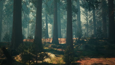 pine forest with the last of the sun shining through the trees
