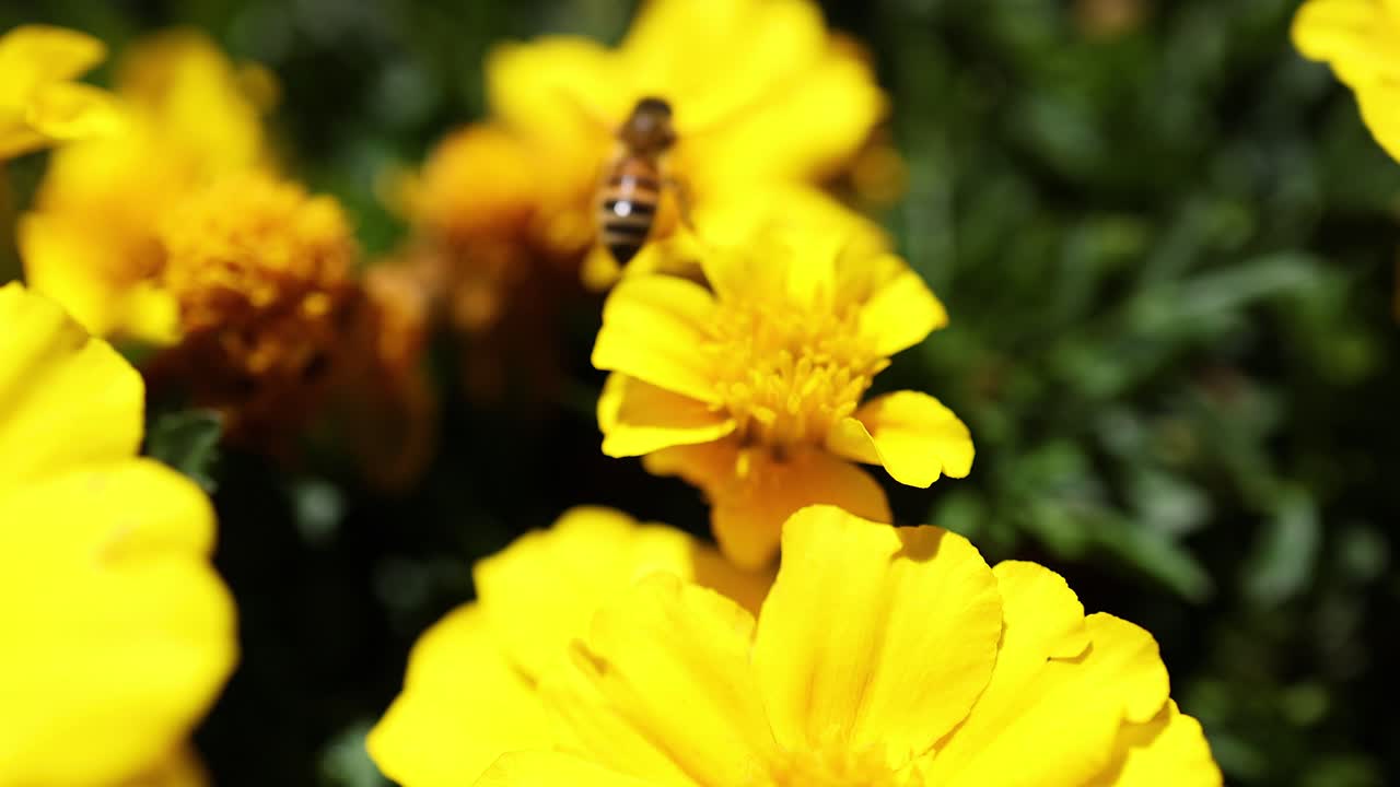 Ape che raccoglie nettare da calendule giallo vivace