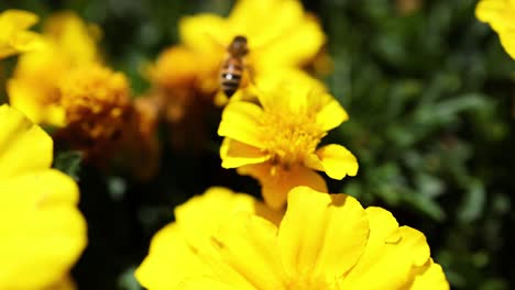 bee collecting nectar from vibrant yellow marigolds