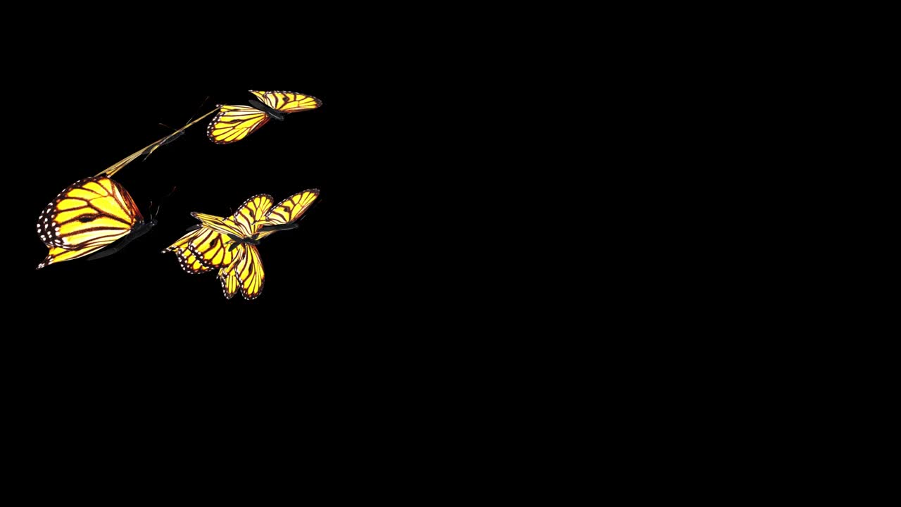 4k 다채로운 나비가 색, 녹색 스크린 배경에서 무작위로 루프를 날고 있습니다.