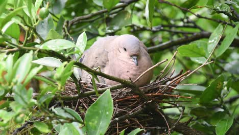 colombe à oreilles femelle incubant des œufs dans le nid entre les feuilles et les brindilles