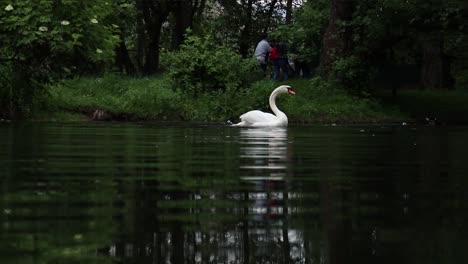 Männlicher-Schwan,-Der-Mit-Seinen-Flügeln-Auf-Dem-See-Schlägt